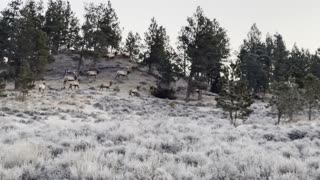 Close up of Montana Bull Elk Herd