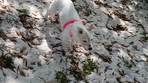 17 yr old deaf and blind terrier loves to travel