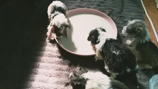 Bottle fed puppies Learning to eat.