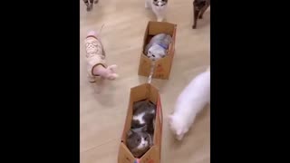 Le Caroussel des Chats