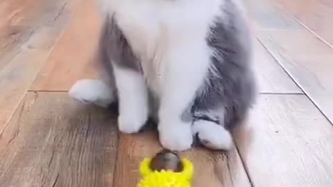 funny cat,surprise cat