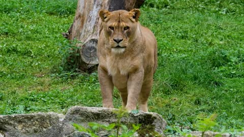 pregnant lioness