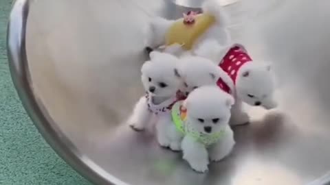 Little cute amazing puppies