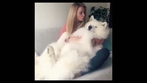 💗 Adorable pets cuddled up and hugged by their owner 💗