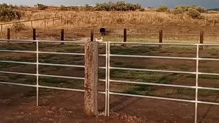 Husky and Steer playing around