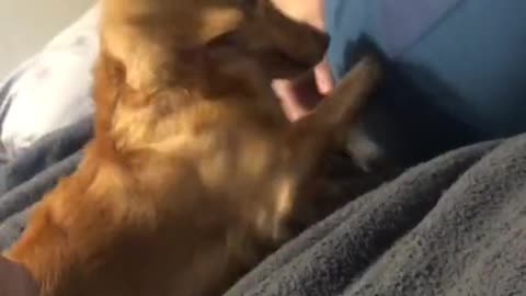 Loyal Dachshund protects her owner in the cutest possible way