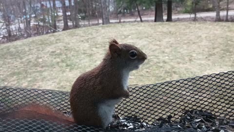 Red Squirrel