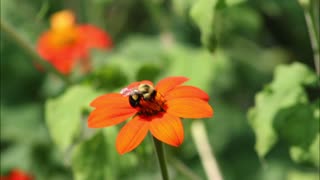 The Fall Season Mexican Sunflower Oct 2022