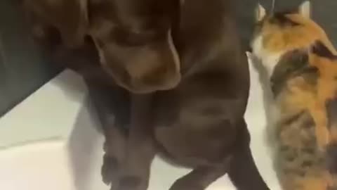 Super Funny Dog Videos