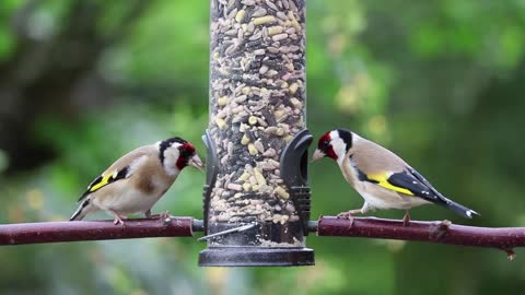gold finches eating