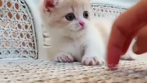 Cute cat reaction WhatsApp status video