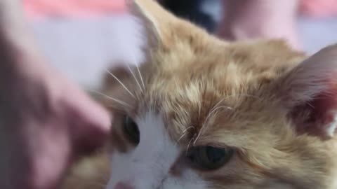 Meowing cat almost pokes out his eye