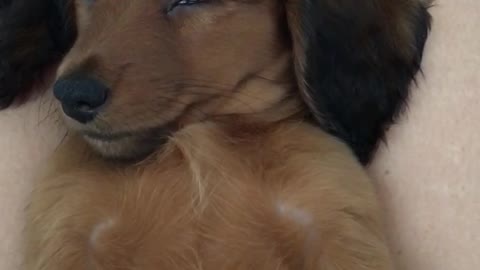 Sleepy Dachshund Puppy