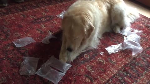 Dog with bubblewrap.