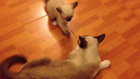 Cat playing with her funny mom