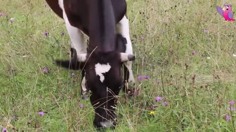Cow video of cows MOOING