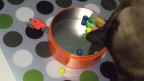 Cat enjoys playtime with M&M's