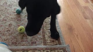 Dog loves playing fetch