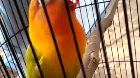 The cheerful lovebird chirping really invites attention