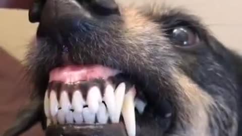 Angry Dogs Compilation Videos