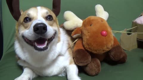 Happy reindeer corgi will warm your heart