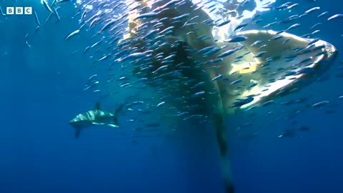 Shark feast whale -4k UHD VIDEO _blue planet
