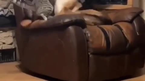 how cat chair and as fight as human do for chair