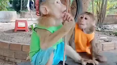 cute baby monkey #shorts #shortsvideo #shortsfeed #monkeyvideo
