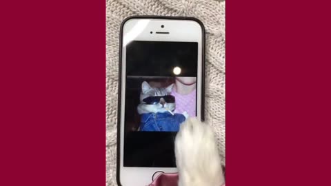Tinder for Cats