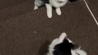 Feisty Cat Falls Down Stairs