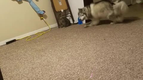 Kitty VS Husky