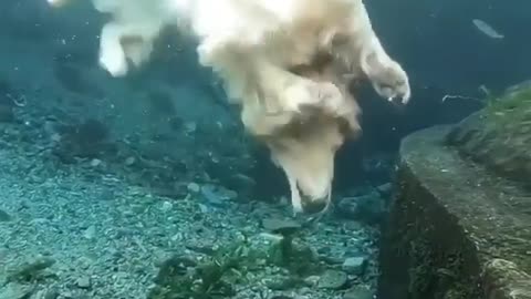 That is one determined sub-dog