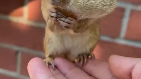 The cute chipmunk is eating peanuts