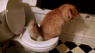 Cat Learns How Toilets Work