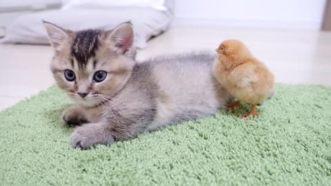 Thinking back on how sweetie little cat met minuscule chicks interestingly