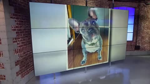 ✉Missing French bulldog Bruno found dead in Prince George's County✉