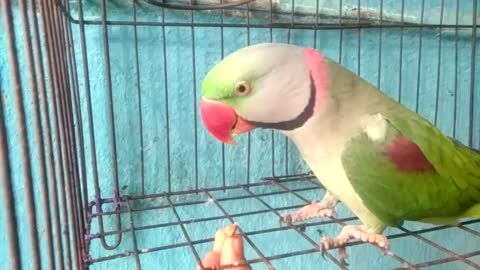 mitthu talking parrot. bolta tota .my pet parrot.