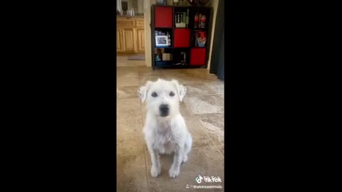 Funny animals in tiktok