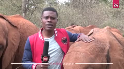 Baby elephant interrupts Kenyan local reporter during a piece to camera