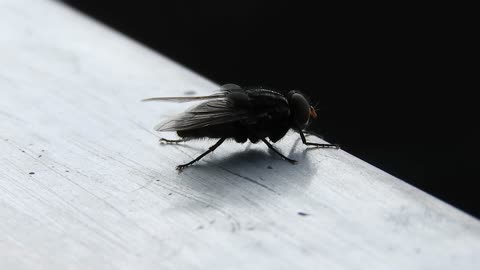 Macro insect fly