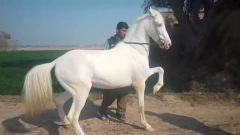 Dancing horse / beautiful horse