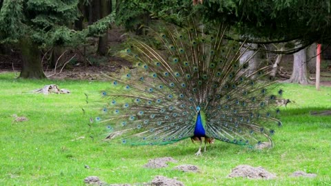 male peacock displaying his eye spotted tail