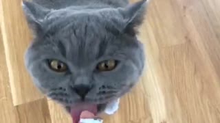 Cold Treat Gives Cat Brain Freeze