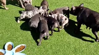 French Bulldog Puppy Feeding Time