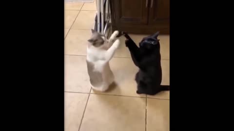 Cats Funny video, cute cats