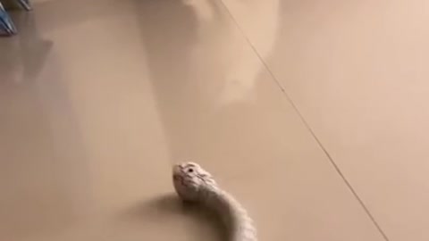 Cat fun with snake