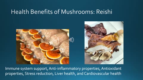 Health Benefits of Mushrooms: Lion's Mane, Reishi, Turkey Tail, Cordyceps