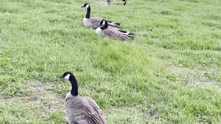 Geese relaxing on grass