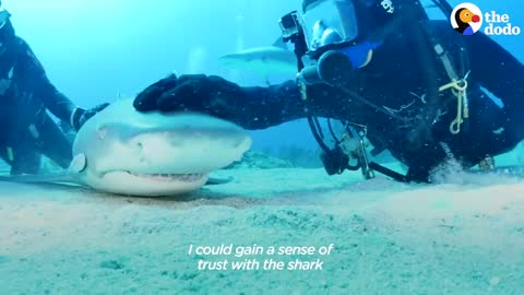 Wild Shark Recognizes Human Best Friend After They Were Separated For A Year | The Dodo Soulmates