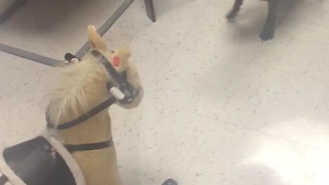 French Bulldog not fond of rocking horse